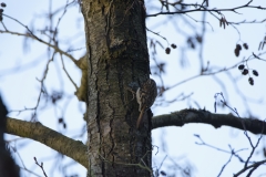 Treecreeper