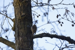 Treecreeper