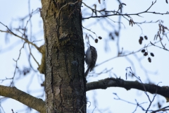 Treecreeper