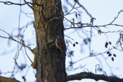 Treecreeper