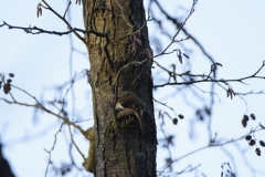 Treecreeper