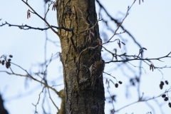 Treecreeper