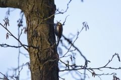 Treecreeper