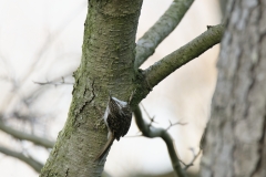 Treecreeper