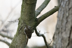 Treecreeper