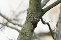 Treecreeper