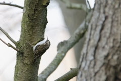 Treecreeper