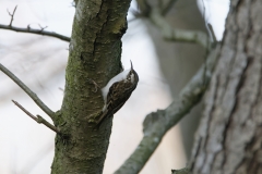 Treecreeper