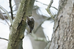 Treecreeper