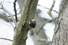 Treecreeper