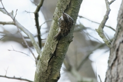 Treecreeper