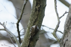 Treecreeper