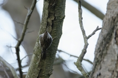 Treecreeper