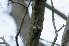 Treecreeper