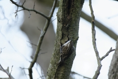 Treecreeper