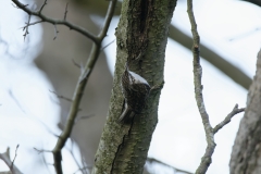 Treecreeper