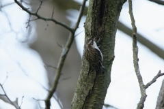 Treecreeper