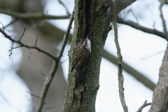 Treecreeper