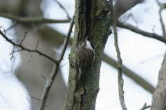 Treecreeper