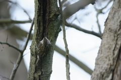 Treecreeper