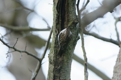 Treecreeper