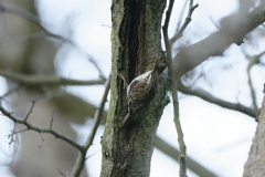 Treecreeper