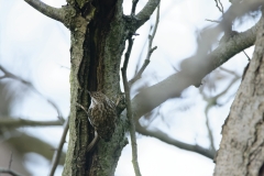 Treecreeper