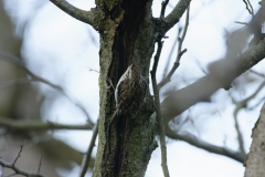 Treecreeper