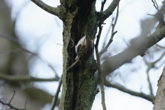 Treecreeper