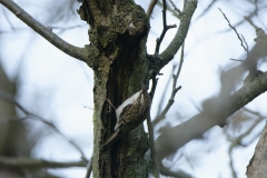 Treecreeper