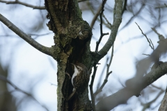 Treecreeper