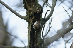 Treecreeper