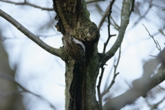 Treecreeper