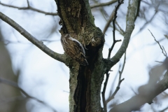 Treecreeper