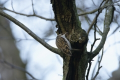 Treecreeper