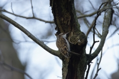 Treecreeper