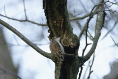 Treecreeper