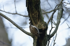 Treecreeper