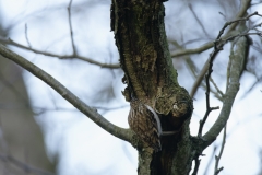 Treecreeper