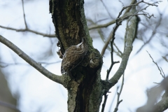 Treecreeper