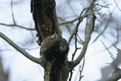 Treecreeper