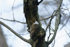 Treecreeper