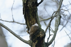 Treecreeper