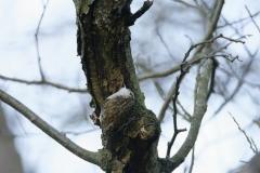 Treecreeper