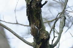 Treecreeper