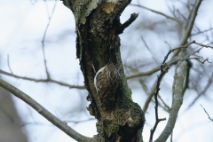 Treecreeper