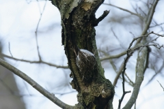 Treecreeper