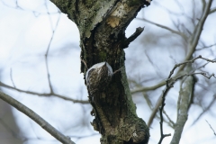 Treecreeper