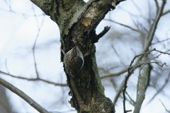 Treecreeper