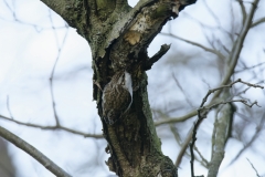 Treecreeper